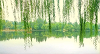 【養(yǎng)生知識(shí)】已入五九，六九將至，五九的養(yǎng)生秘訣，你知道嗎？