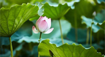 【三伏天養(yǎng)生】三伏天養(yǎng)生有六大禁忌，你知道嗎？記得分享給家人知道！