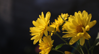 【養(yǎng)生知識(shí)】入秋菊花藥膳，美味營養(yǎng)、養(yǎng)生保?。? />
                    </a>
                </div>
            </li>
            
            <li id=