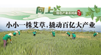 【行業(yè)資訊】向上，特色產(chǎn)業(yè)看河南：南陽艾區(qū)域品牌正在叫響！