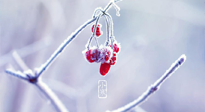 【小寒節(jié)氣】時處二三九，臘月梅花開！