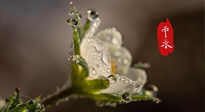 【二十四節(jié)氣灸】雨水節(jié)氣，扶陽(yáng)、祛濕、調(diào)氣血，才是養(yǎng)生重點(diǎn)！艾灸，橫掃濕寒！