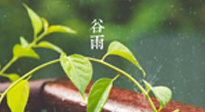 【二十四節(jié)氣灸】谷雨節(jié)氣脾土濕，艾灸降濕濁，脾旺不受邪！