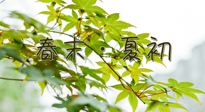【艾灸養(yǎng)生】春末夏初：上熱下寒癥狀，補(bǔ)不如疏通淤堵，試試艾灸吧！