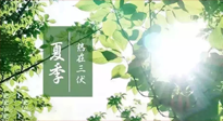 【艾灸三伏天】今年三伏不一般，仙草小助理建議大家早作準(zhǔn)備哦！