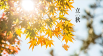 【節(jié)氣飲食】立秋將至，吃最合適的飲食，平穩(wěn)度過(guò)季節(jié)交替！